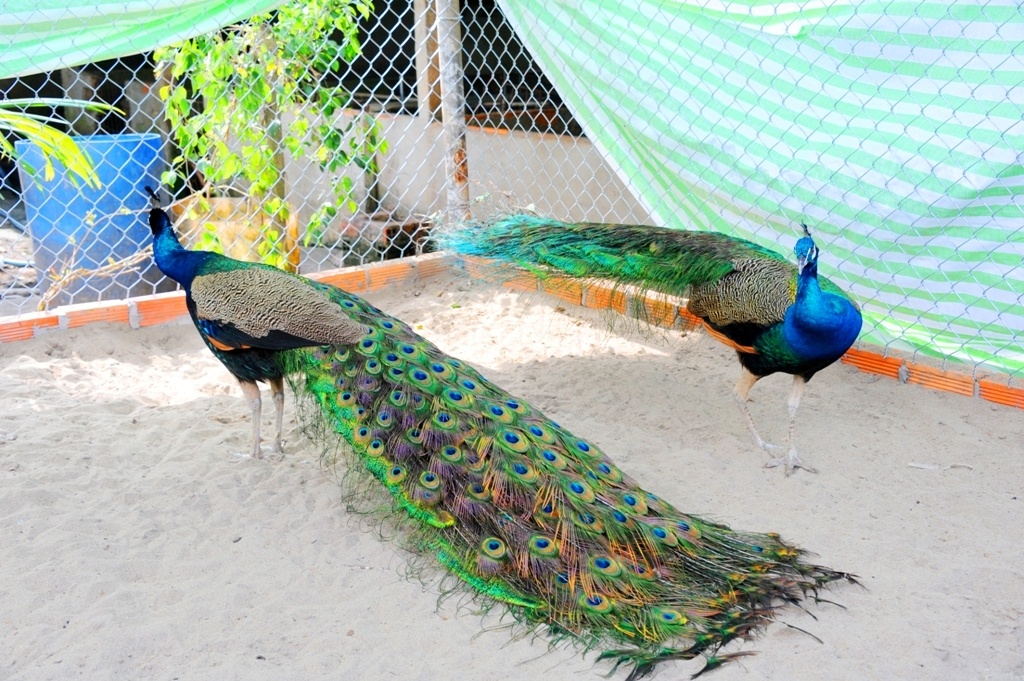 trai nuoi chim cong lon nhat mien tay anh 11