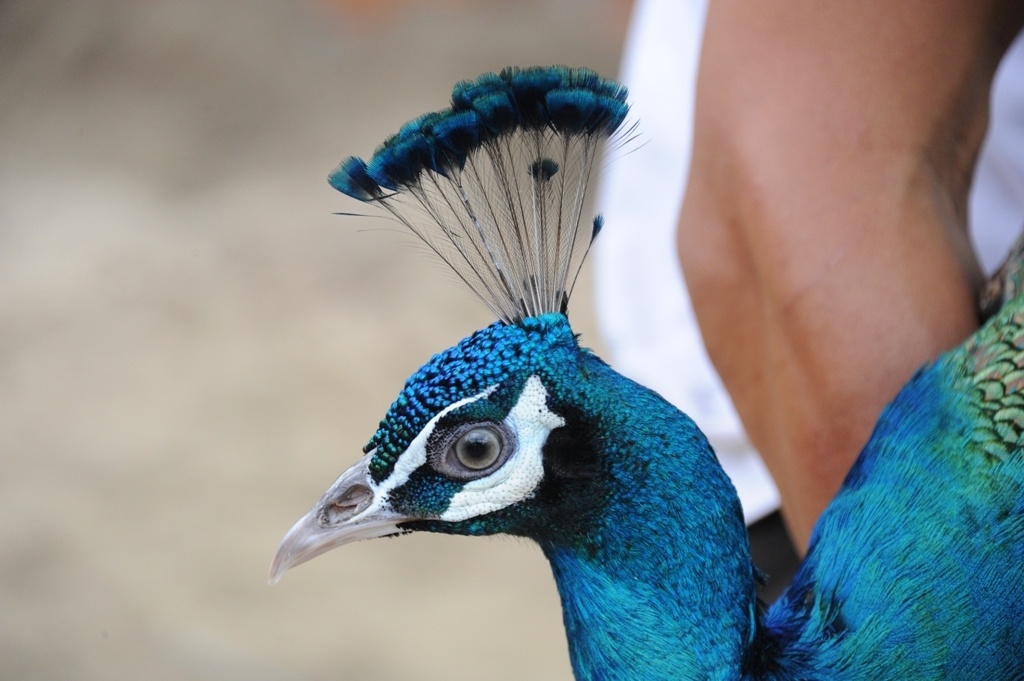 Trang trai nuoi chim cong lon nhat mien Tay hinh anh