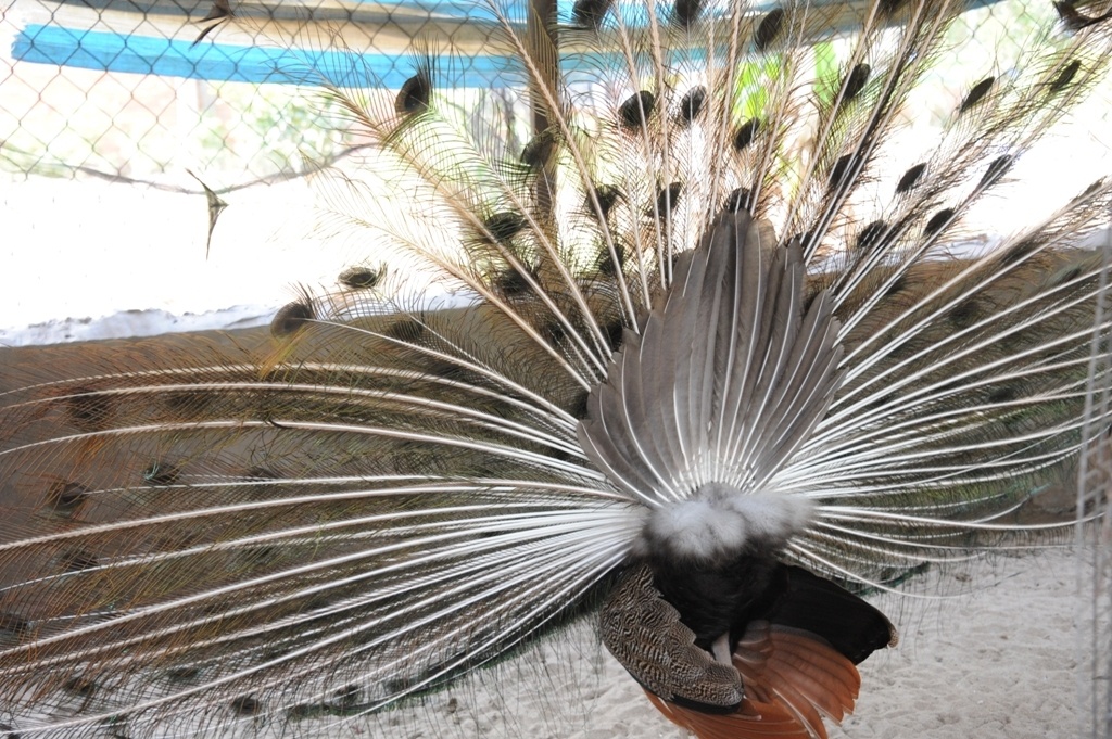 trai nuoi chim cong lon nhat mien tay anh 14