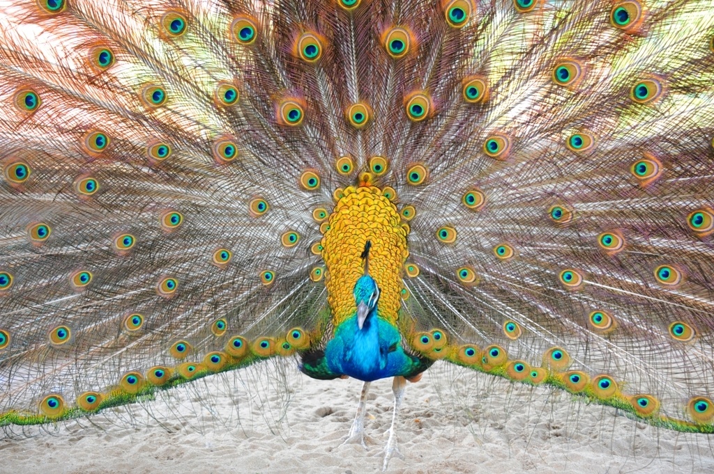 trai nuoi chim cong lon nhat mien tay anh 15