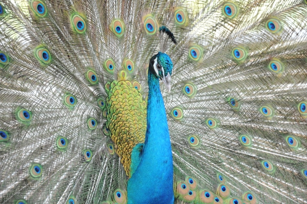 trai nuoi chim cong lon nhat mien tay anh 16