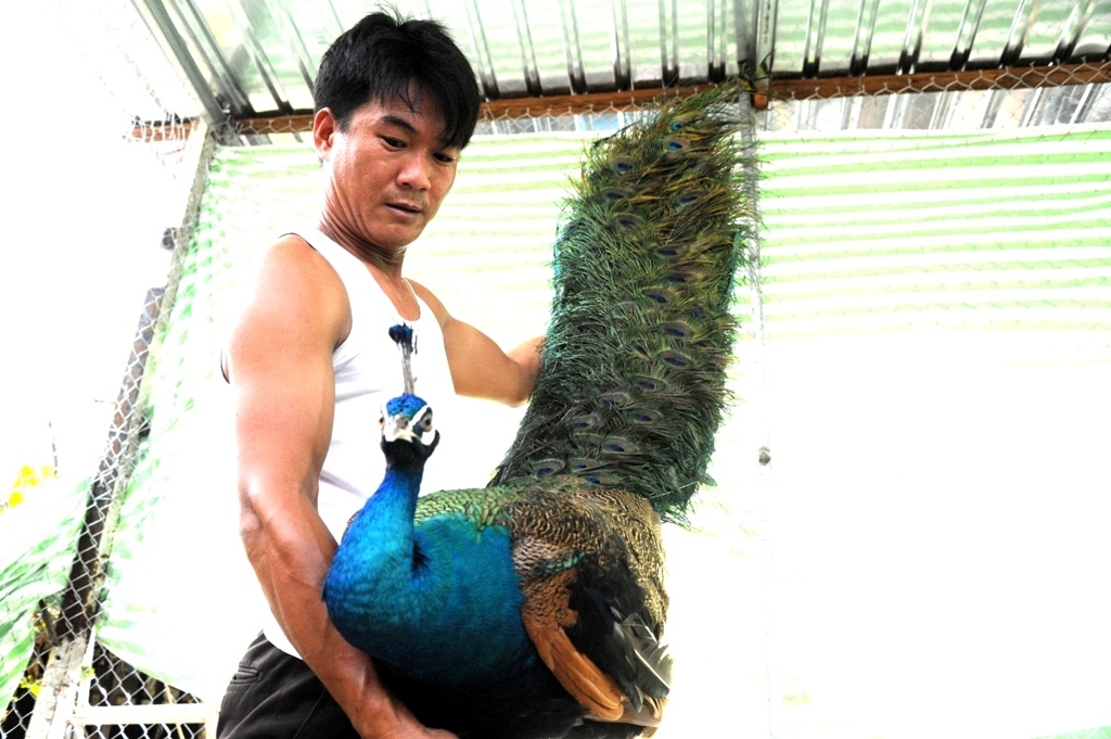 trai nuoi chim cong lon nhat mien tay anh 2