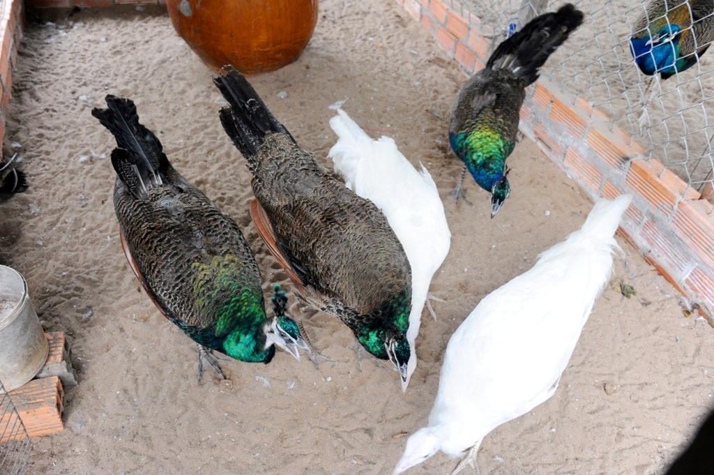 trai nuoi chim cong lon nhat mien tay anh 4