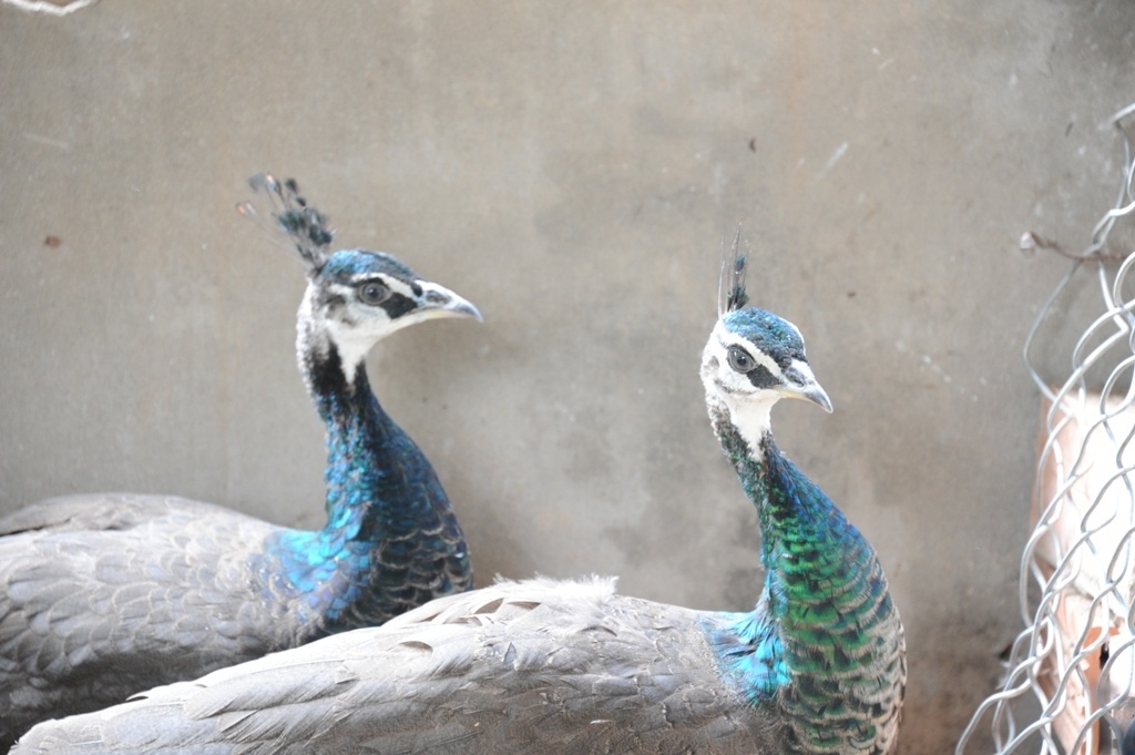 trai nuoi chim cong lon nhat mien tay anh 5