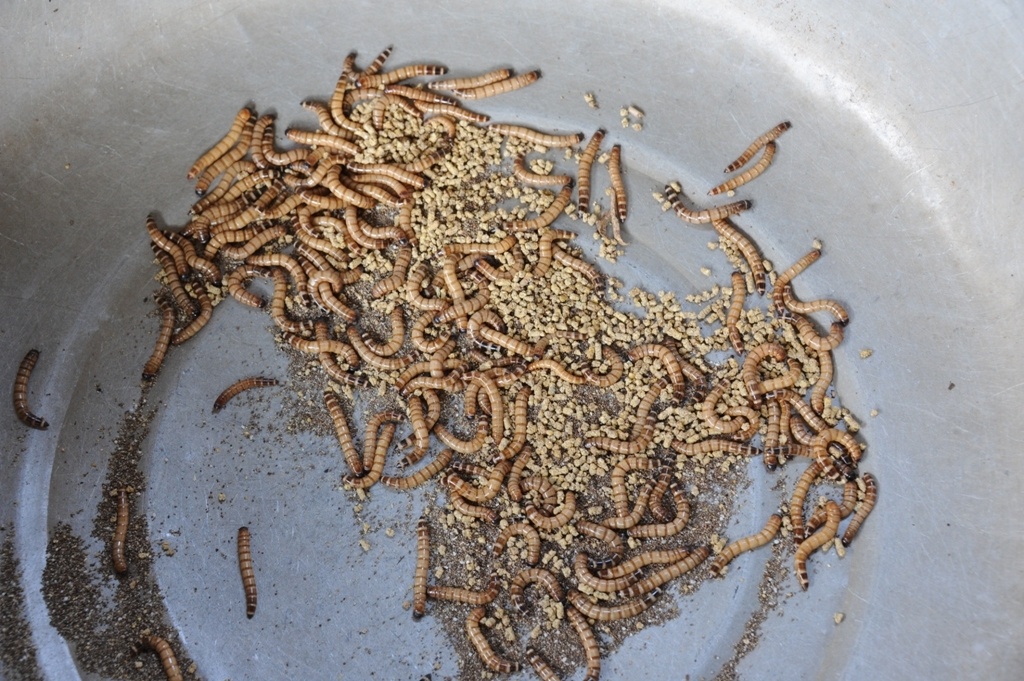 trai nuoi chim cong lon nhat mien tay anh 7