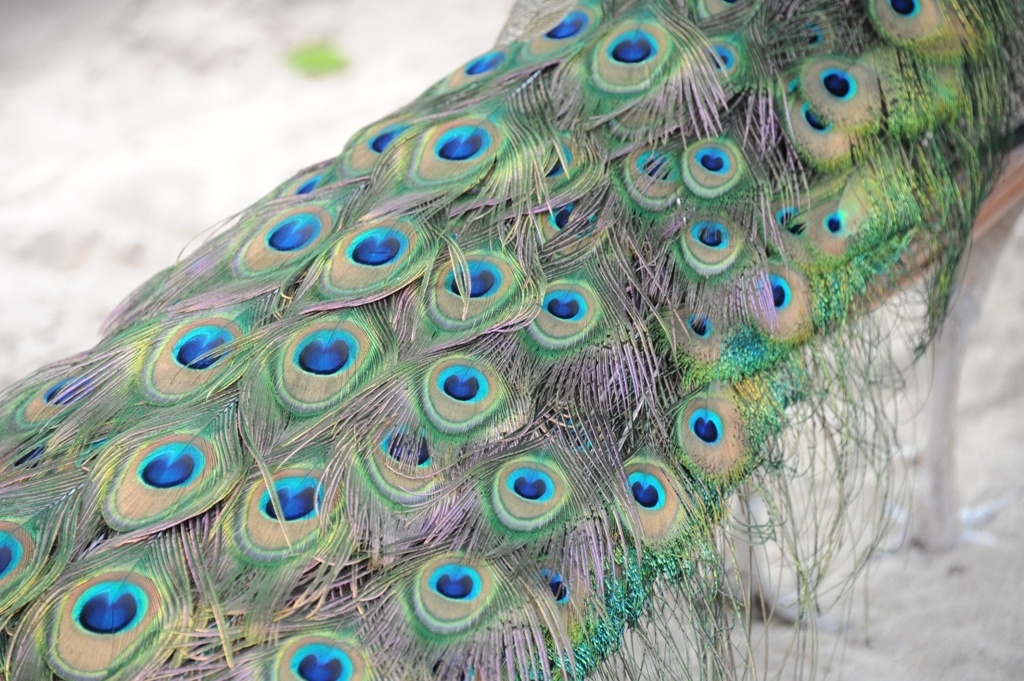 trai nuoi chim cong lon nhat mien tay anh 9