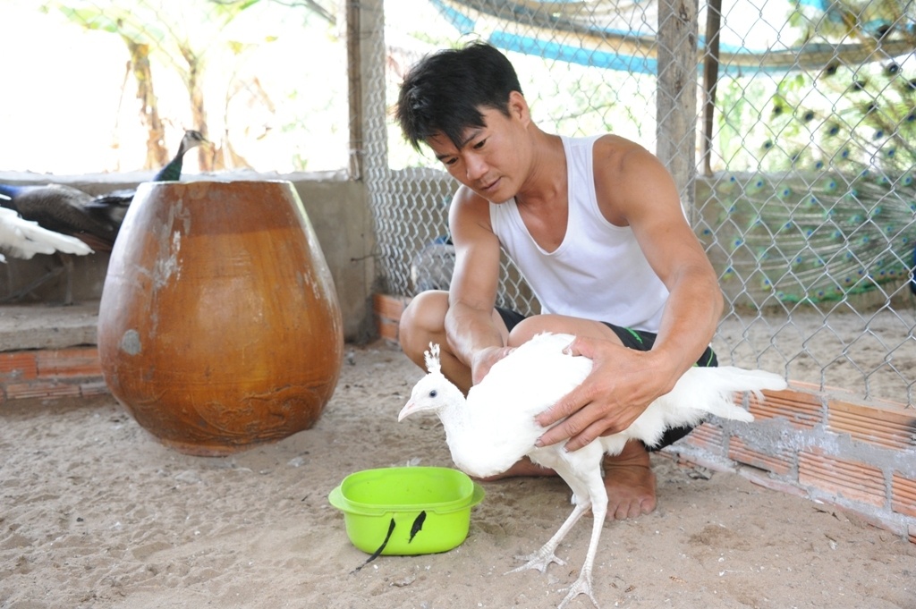 trai nuoi chim cong lon nhat mien tay anh 3