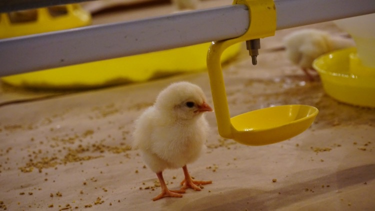 ‘Vua thep’ se di ban trung ga hinh anh