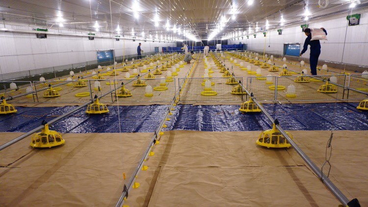 hoa phat di ban trung ga anh 1