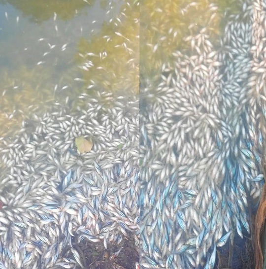 trả tiền tìm kẻ gian phá hoại mùa màng ảnh 2 tra tien tim ke gian pha hoai mua mang anh 2