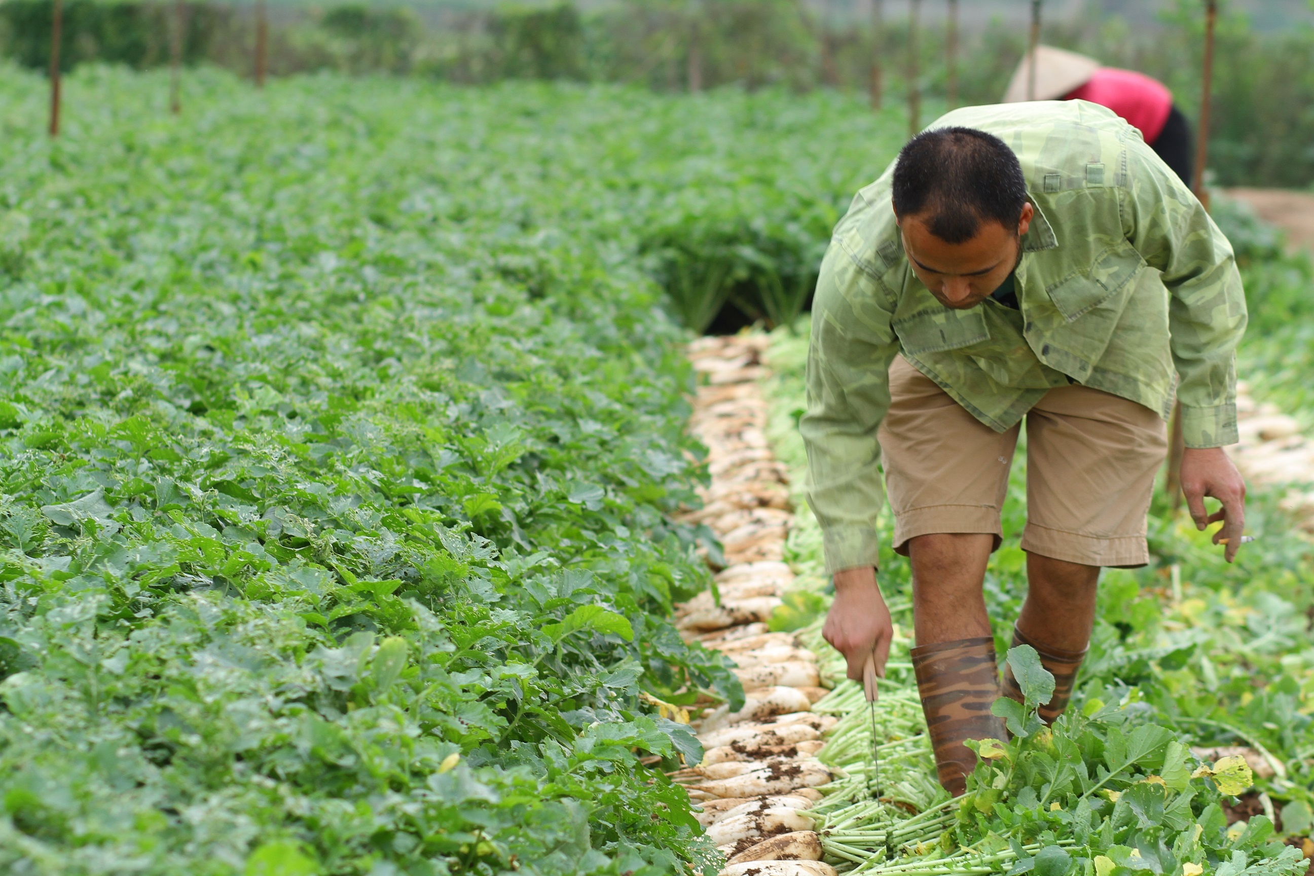 Nhieu ho dan Me Linh bo dat trong sau vu cu cai trang rot gia tham hinh anh