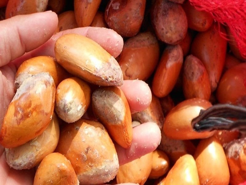 hat sau rieng ban gia cao anh 1