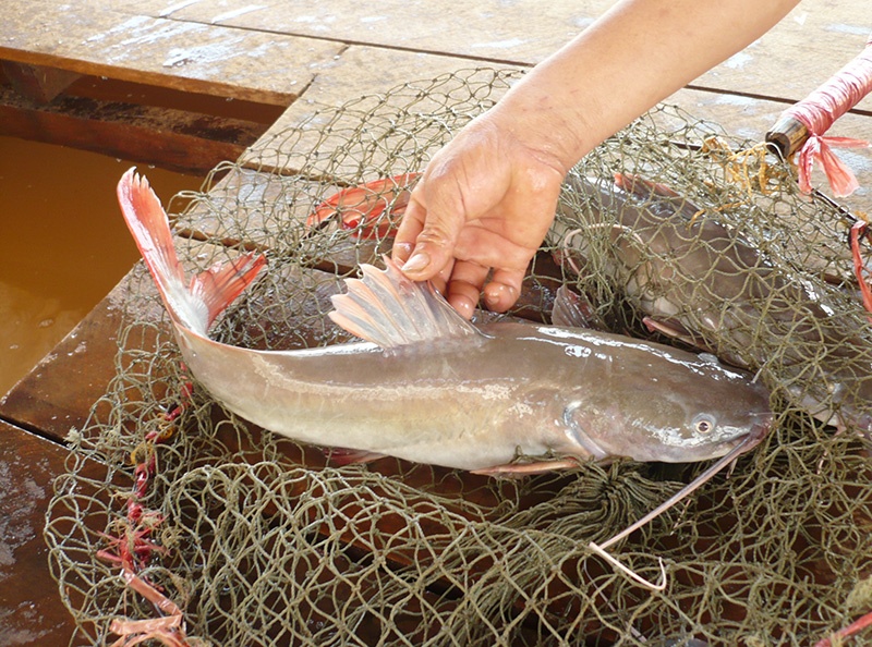 Gia ca lang xuong qua thap, nguoi nuoi buoc phai 'gam hang' hinh anh