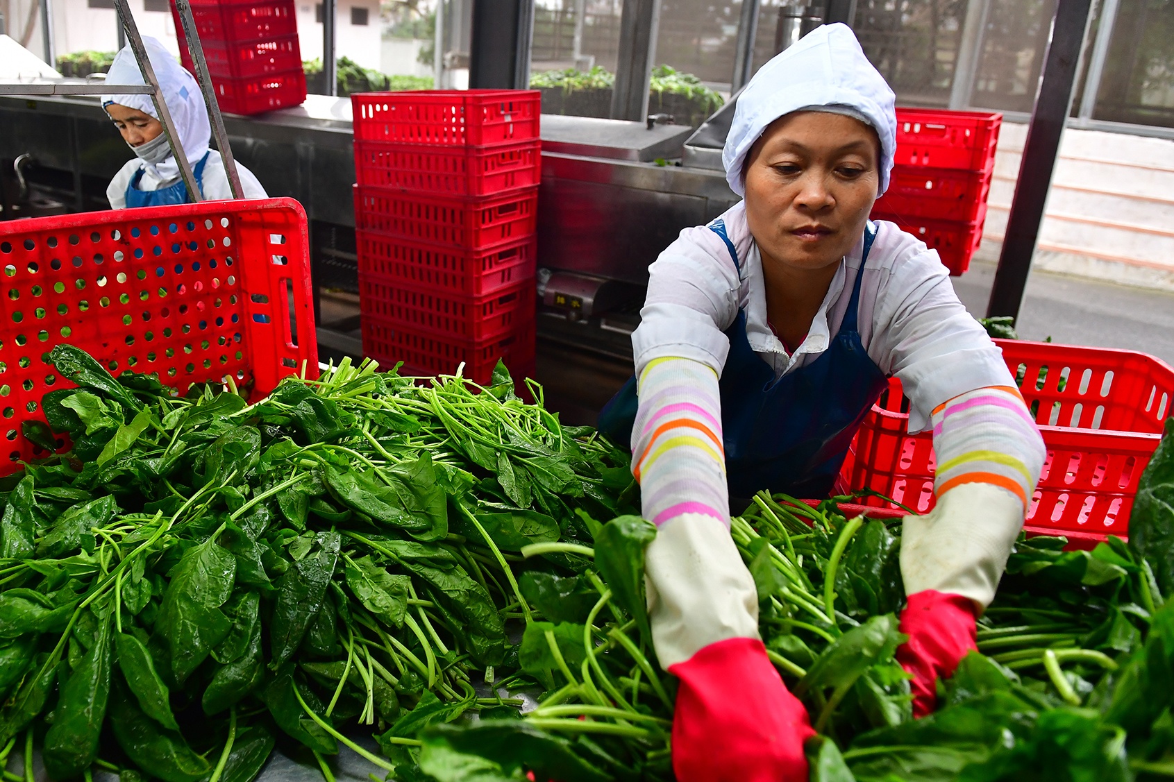 Nguoi lao dong co bat buoc phai lam viec vao dip Tet? hinh anh