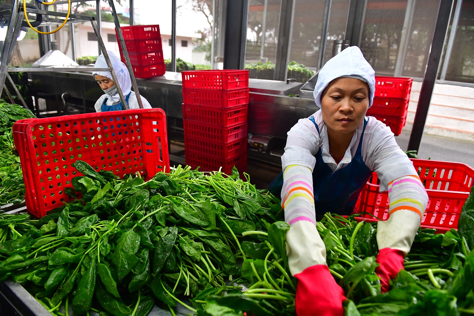 làm việc ngày tết ảnh 1 lam viec ngay tet anh 1