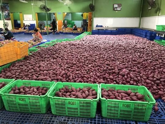 Lo nong san Viet phai muon duong Thai Lan de vao Trung Quoc hinh anh