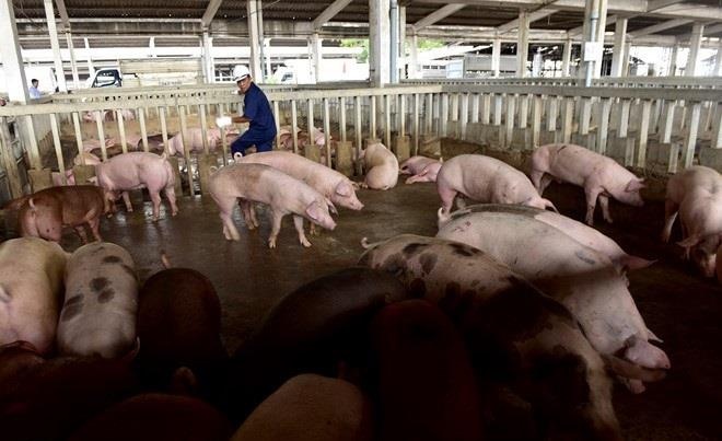 Thu gom lon chet giet mo, ban cho quan com tieu thu hinh anh