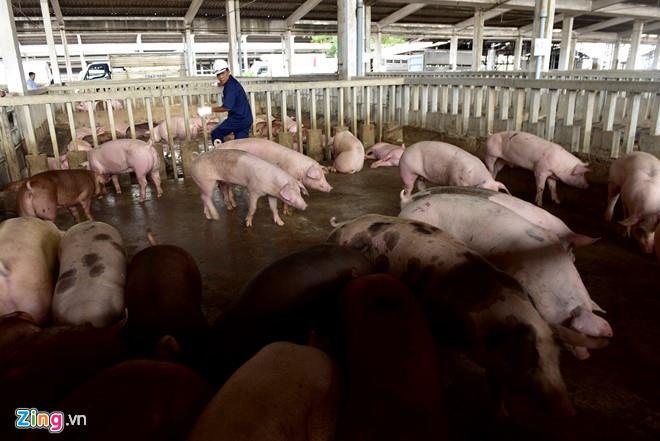 Thu gom lon chet giet mo ban cho quan com tieu th anh 1