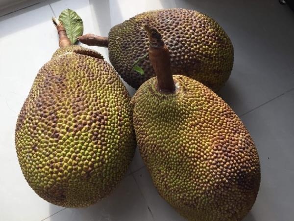 mit doc la dat gap 10 lan thong thuong anh 1