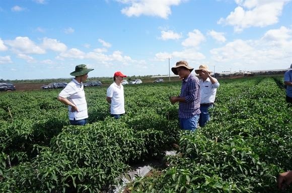 hagl agrico lỗ ròng 737 tỷ đồng sau nửa năm ảnh 1 hagl agrico lo rong 737 ty dong sau nua nam anh 1