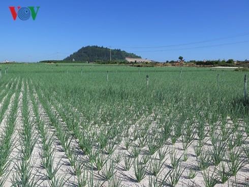 Sot chuyen nhuong dat nong nghiep o Ly Son hinh anh