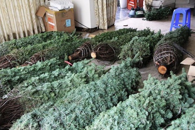 Thong tuoi choi Noel gia 30 trieu/cay, trung may hom roi lam cui hinh anh