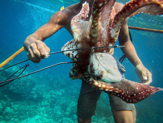 Xuat khau gan 345 trieu USD muc va bach tuoc anh 1