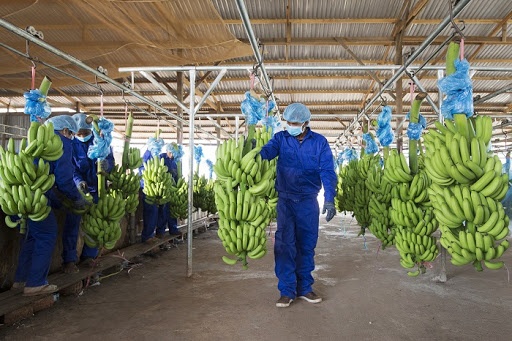 Cong ty nong nghiep cua bau Duc lo them 350 ty dong hinh anh