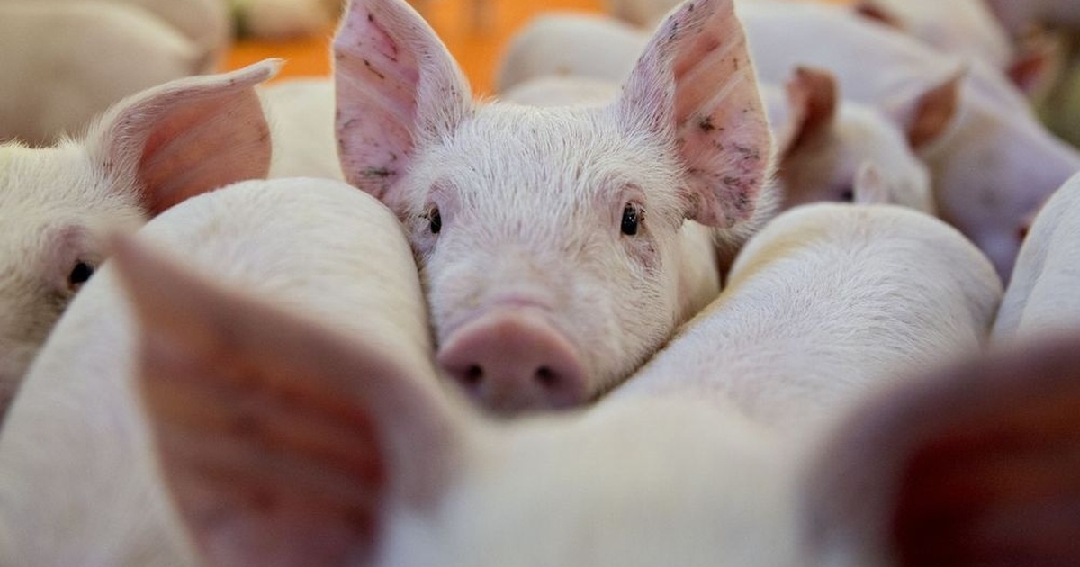 Gia thit heo tang, loi nhuan doanh nghiep chan nuoi van lao doc hinh anh