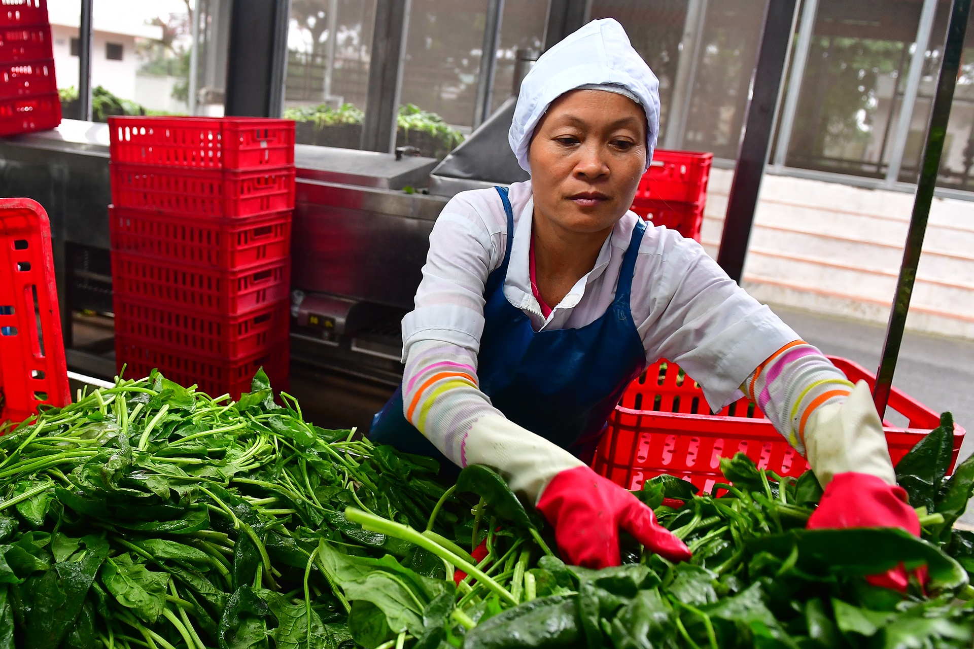 Viet Nam xuat gan 1 ty USD rau qua ra nuoc ngoai hinh anh