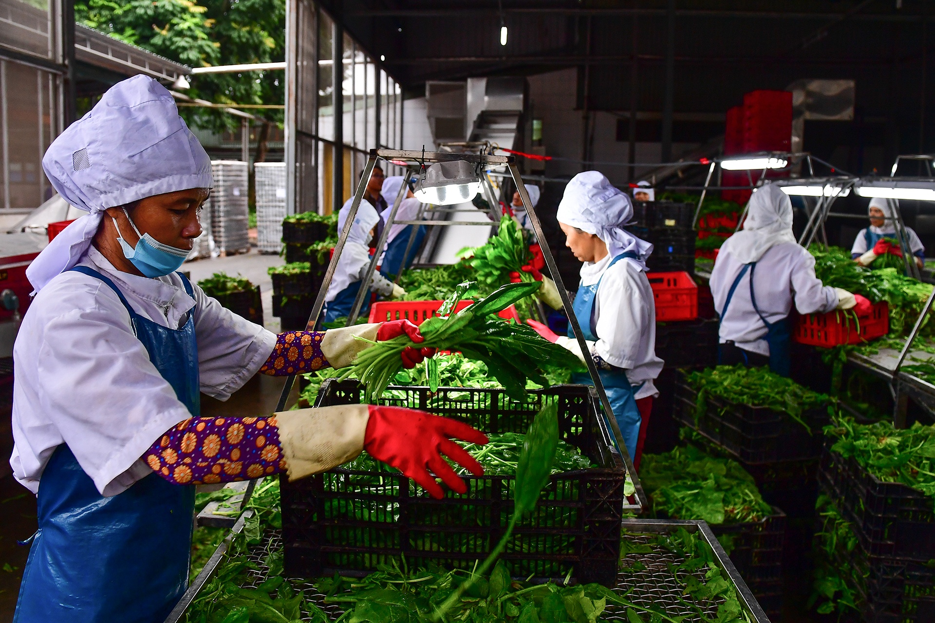 Viet Nam xuat gan 1 ty USD rau qua ra nuoc ngoai anh 1