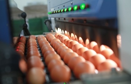 Ngan hang rao ban nha may san xuat trung ga sach hinh anh