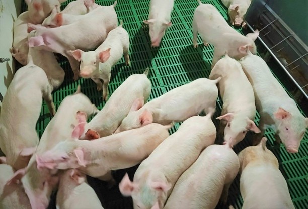 Hang loat dai gia muon kinh doanh heo hinh anh