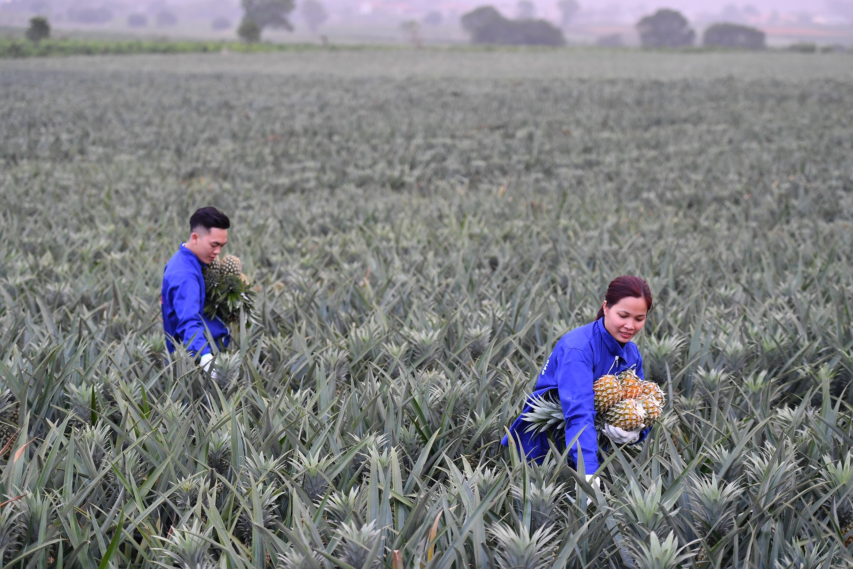 Mien thue dat nong nghiep den het nam 2030 hinh anh