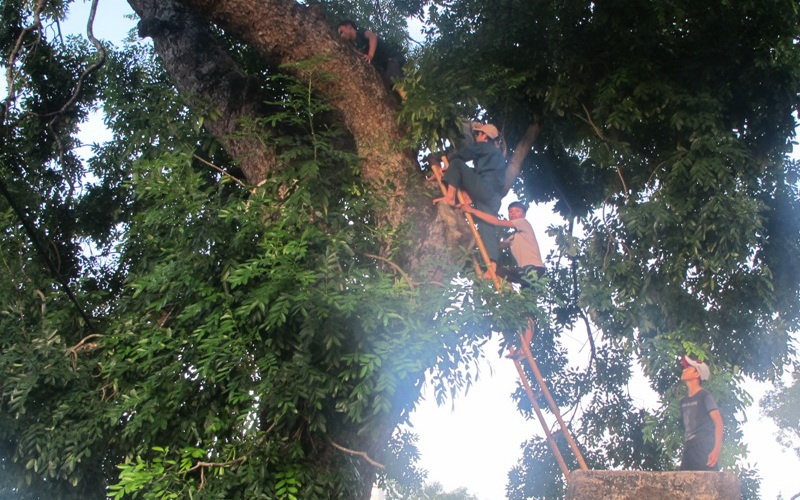 CDV Nghe An 'danh du' voi tinh mang de xem bong da hinh anh