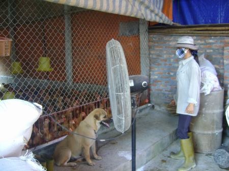 Chị Nguyễn Thị Thúy, xóm Hòa Hợp, xã Dương Liễu (Hoài Đức, Hà Nội) đang nuôi gần 8.000 gà thịt và gà đẻ. Chị phải lắp 2 quạt trần để hạ nhiệt cho gà. Ngoài quạt trần, chị còn phải tăng cường thêm mỗi chuồng 1 quạt công nghiệp.