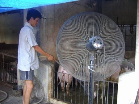 Dan lap quat tran, sam quat 'khung' cho... lon, ga hinh anh