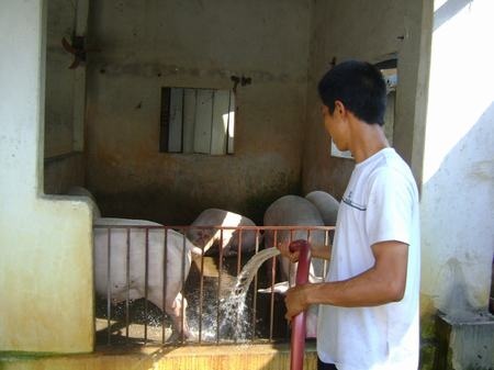 AnH Hoàng Văn Kỳ, đội 12B, xã Dương Liễu (Hoài Đức, Hà Nội) cŨng phải dùng quạt công nghiệp, và tắm thường xuyên để hạ nhiệt cho lợn.