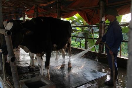 Anh Hoàng Văn Thương, xã Mộc Bắc (Duy Tiên, Hà Nam) đang nuôi 25 con bò sữa cho biết: “Bò sữa là loại có thân nhiệt nóng, nên nhưng ngày này ngoài rửa nền chuồng mát, phun mái và phải quạt thường xuyên, nhưng lượng sữa vẫn giảm 1/3 so với trước”.