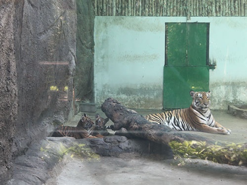 Hổ mẹ tên Mi và các con.