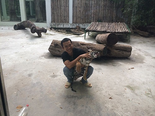 Với các nhân viên ở Thảo Cầm Viên, nuôi hổ cũng khổ như nuôi trẻ nhỏ.