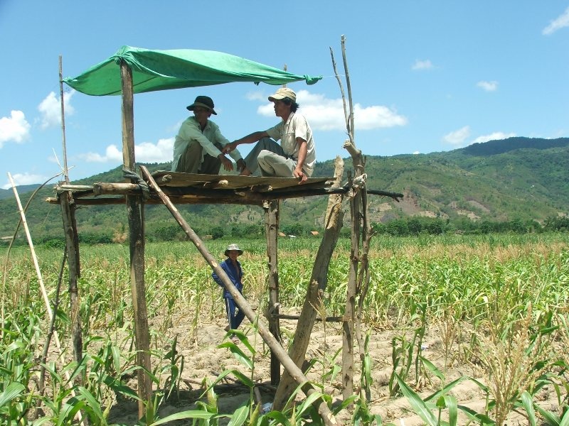 Người dân phải dựng chòi cao để canh bò phá hoại nương rẫy.