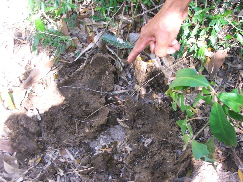 Phat hien nhieu dau vet nghi la cua bo tot o Phu Yen hinh anh
