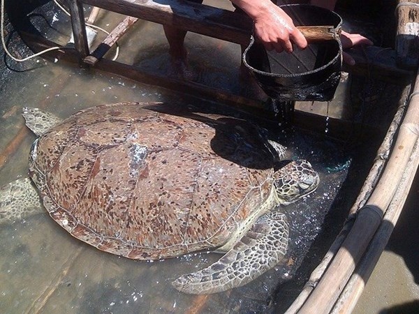 Ngu dan Thanh Hoa tha rua dai 1 met ve bien hinh anh