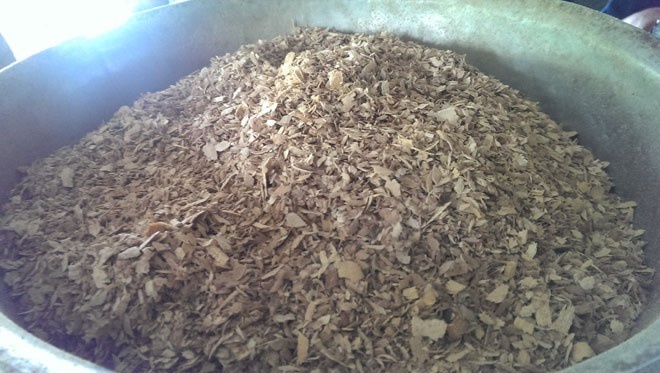 Đem câu chuyện thổi khói từ cây Cò Kiến Sen chữa được bách bệnh, kể cả bệnh ung thư của ông Võ Văn Bi đến trao đổi với bác sĩ Đinh Công Bảy -Tổng Thư ký Hội Dược liệu TPHCM, vị lương y này cho biết: 