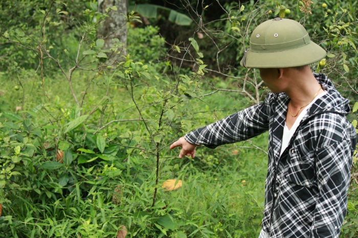 Người dân địa phương hoang mang trước tình trạng rắn lục đuôi đỏ cực độc xuất hiện nhan nhản.
