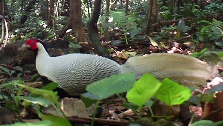 Phat hien ga loi trang quy hiem hinh anh