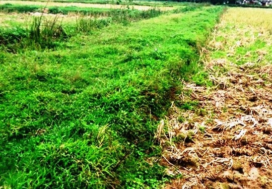 Bờ đất đang còn ở cánh đồng của hai làng mà các cụ cao niên kể được làng Quang Ốc đào trong 1 đêm để phân chia đất đai giữa 2 làng.