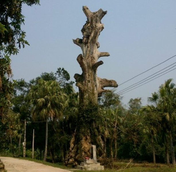 Cay di san 'boi thuc' roi chet sau khi duoc vinh danh hinh anh