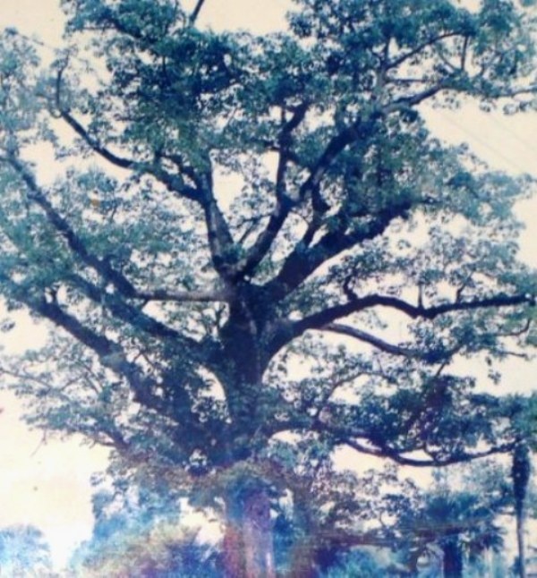 ây gạo ở làng Cẩm Bào cành lá xanh tốt lúc chưa được vinh danh. Ảnh tư liệu chụp lại